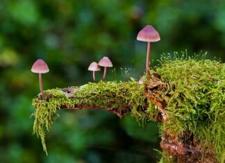 Jak dobrać gąbki do słuchawek? Jak dobrać gąbki do słuchawek?