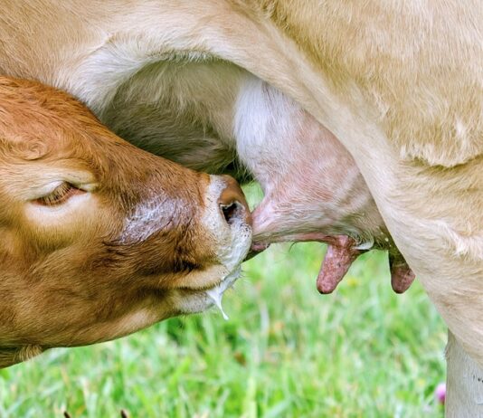 Jaki smoczek 0 2 czy 0 3?