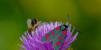 Z czego zrobić motylki?