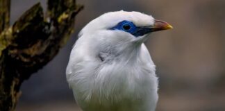 Jaki jest najrzadszy Hot Wheels?