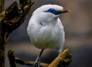 Jaki jest najrzadszy Hot Wheels?