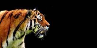 Co to jest automat Wersalkowy?