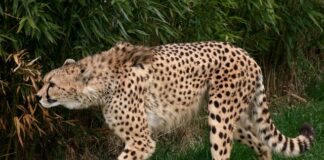 Jakie sanki są najszybsze?