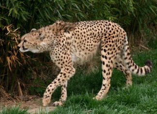 Jakie sanki są najszybsze?