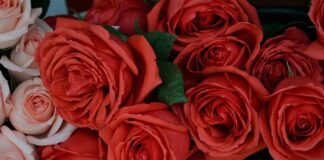 Jak malować wałkiem ze wzorem?