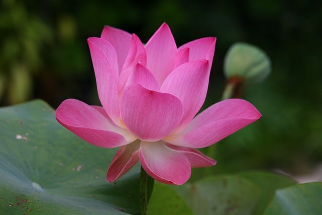 Jak się mówi po angielsku sanki?