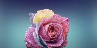 Czym się różni stempel od pieczątki?