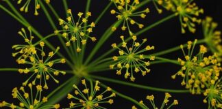 Czym przyprawiać dania dla niemowląt?