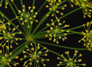 Czym przyprawiać dania dla niemowląt? Czym przyprawiać dania dla niemowląt?