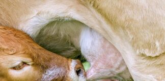 Jaki smoczek do butelki dla noworodka karmionego piersią?