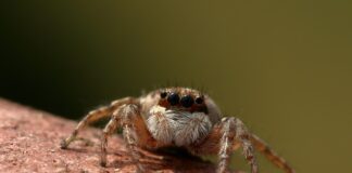 Ile kosztuje skoczek do skakania?