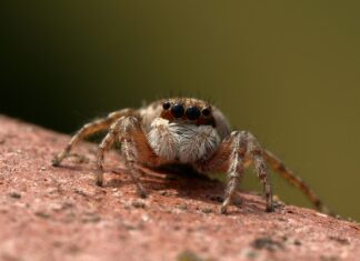 Ile kosztuje skoczek do skakania?