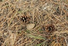 Jak zrobić słomkę do picia?