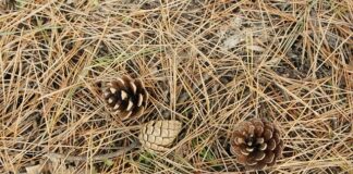 Jak zrobić słomkę do picia?