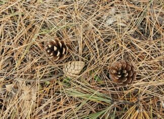 Jak zrobić słomkę do picia? Jak zrobić słomkę do picia?