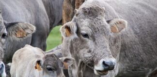 Czy od skakania na skakance rosną łydki?