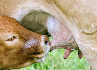 Czy smoczki Avent Natural pasują do innych butelek? Czy smoczki Avent Natural pasują do innych butelek?