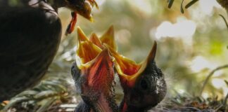 Czy niemowlę można karmić na leżąco?