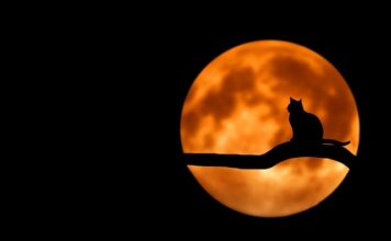 Czy domowe soki są zdrowe?