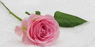 Co daje się na komunię?