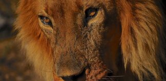 Jaka jest rekomendowana i najdokładniejsza metodą doboru ochronników słuchu?