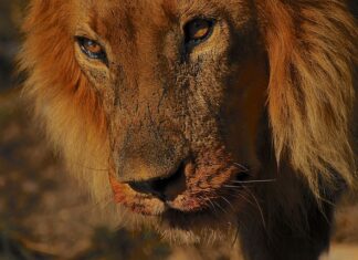 Jaka jest rekomendowana i najdokładniejsza metodą doboru ochronników słuchu?