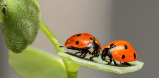 Czy w Biedronce są Hot Wheels?