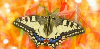 Czy obrzezanie jest bolesne?