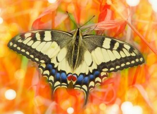 Czy obrzezanie jest bolesne? Czy obrzezanie jest bolesne?