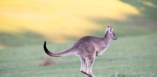 Czy skakanie na skakance ujędrnia pośladki?