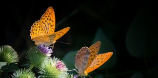 Co to jest masa strukturalna?