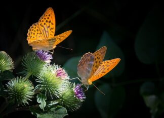 Co to jest masa strukturalna?