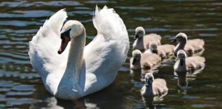 Czy można solić zupki dla niemowląt?