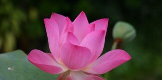 Jak jest po angielsku Zygzak McQueen?