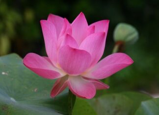 Jak jest po angielsku Zygzak McQueen?