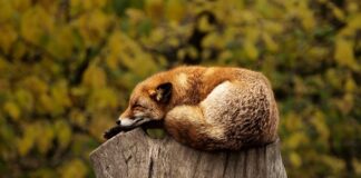 Czy spanie na kanapie jest zdrowe?