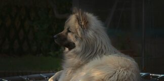 Gdzie można kupić siatkę do trampoliny?