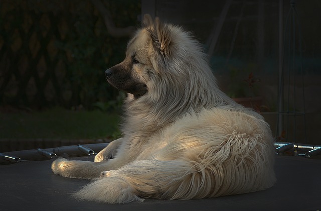 Gdzie można kupić siatkę do trampoliny? Gdzie można kupić siatkę do trampoliny?