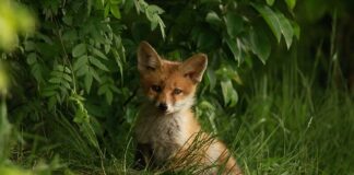 Jak się pozbyć wydzieliny z nosa u niemowlaka?