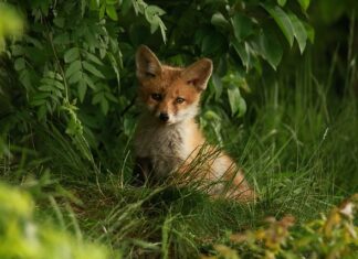 Jak się pozbyć wydzieliny z nosa u niemowlaka? Jak się pozbyć wydzieliny z nosa u niemowlaka?