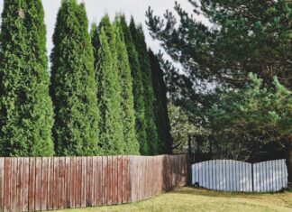 Kiedy nawozić iglaki na wiosnę