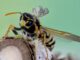 Środki na Osy: Skuteczne Metody Ochrony przed Uciążliwymi Insektami środki na osy AROX